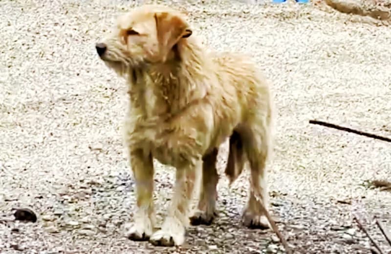 Başiskele'de Köpeğe Silahlı Saldırı!