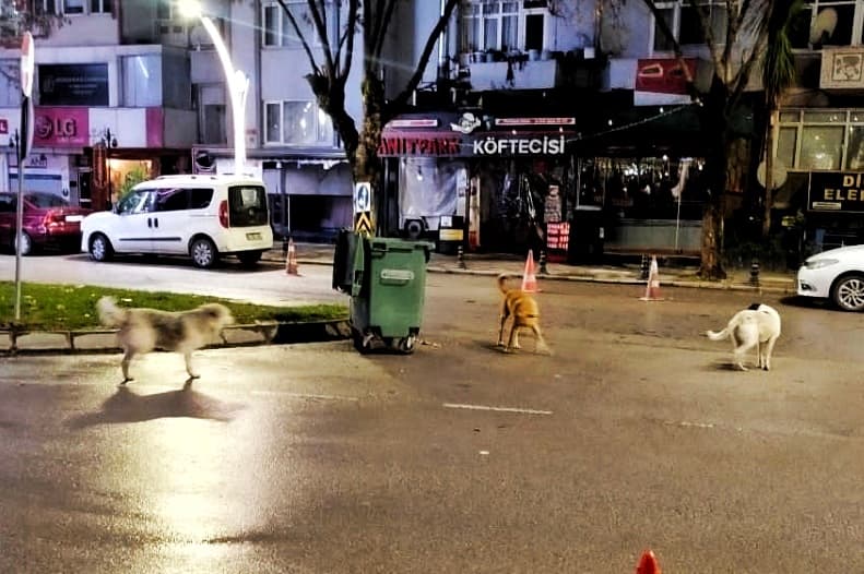 İzmit'te Başıboş Köpek Tehdidi!