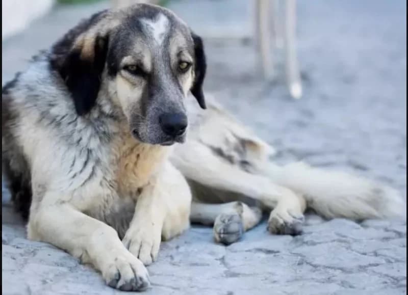 İstanbul'da Sokak Köpeklerine Besleme Yasağı!