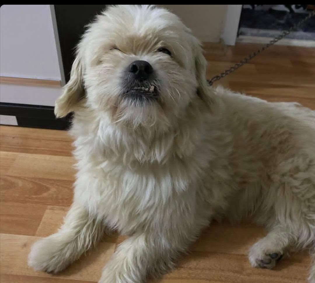 İzmit Alikahya'da Sipsi İsimli Köpek Kayıp!