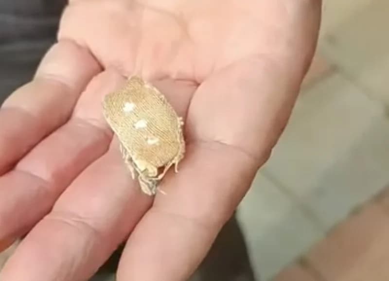 Dilovası'nda Ekmeğin İçinden Yara Bandı Çıktı!