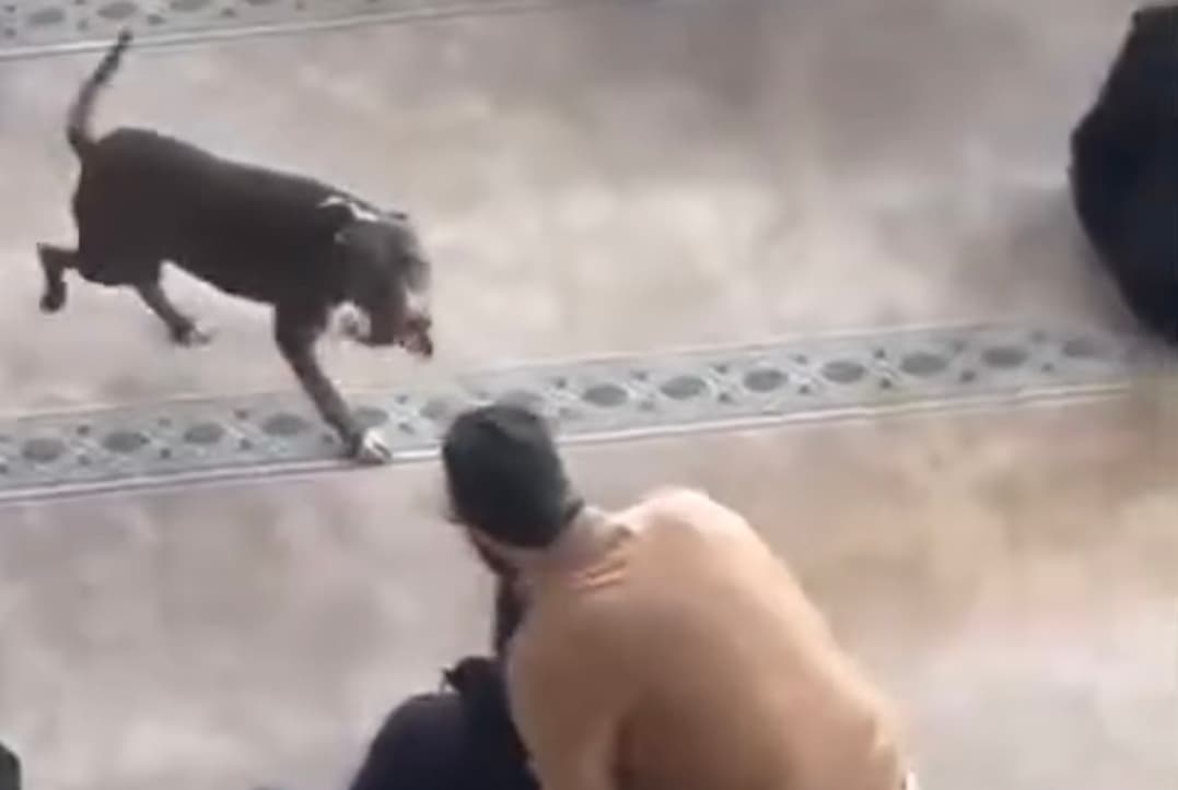 Çayırova'da Camide Bulunan Pitbull Yakalandı!