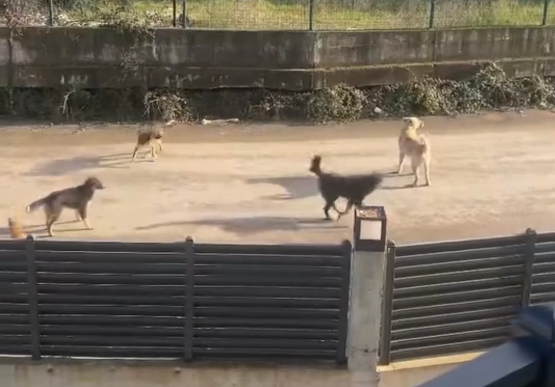 Kartepe'de Başıboş Köpekler Mahalleliyi Tedirgin Ediyor!
