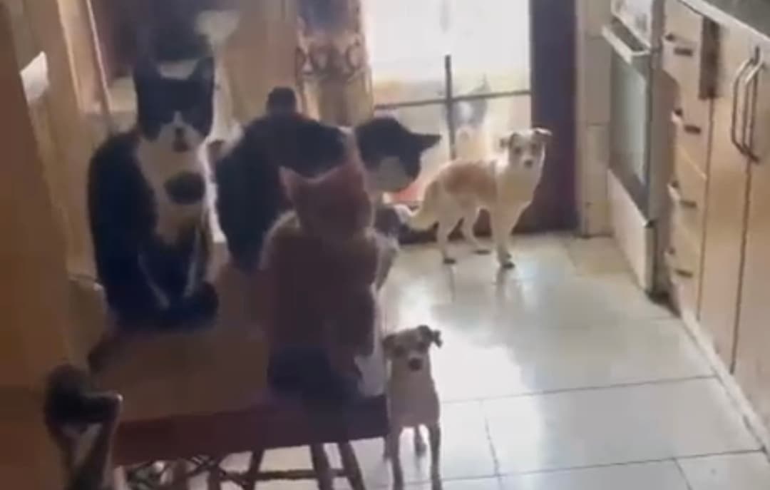 Kandıra'da Hayvanlar Kurtarıldı!
