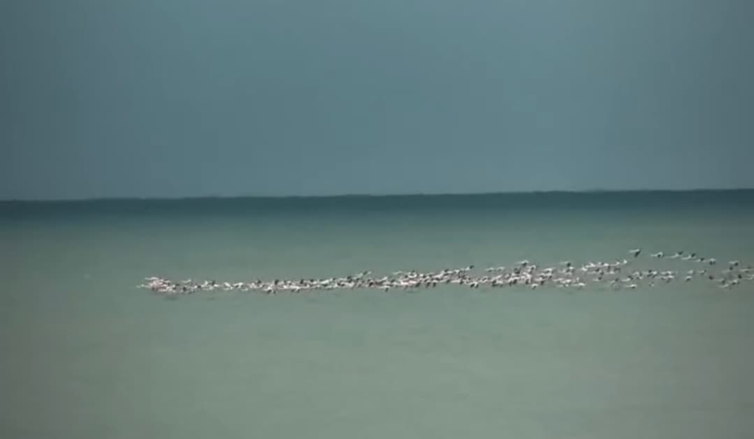 Kandıra'da Flamingo Sürprizi!