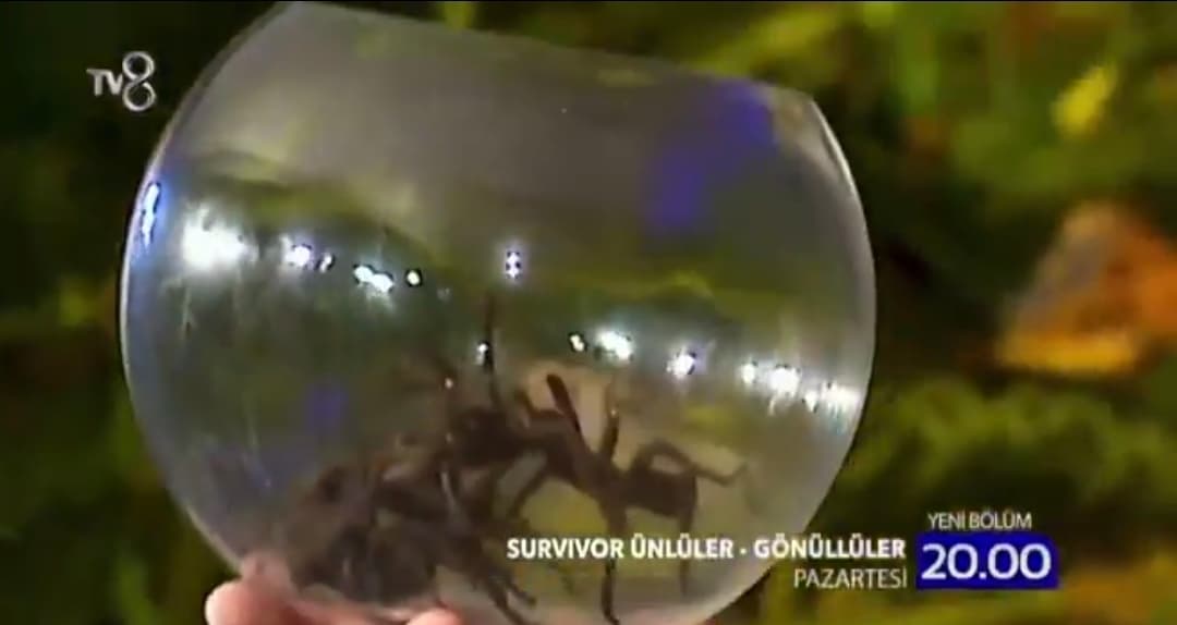 Survivor'da Böcekli Ceza Tartışması!