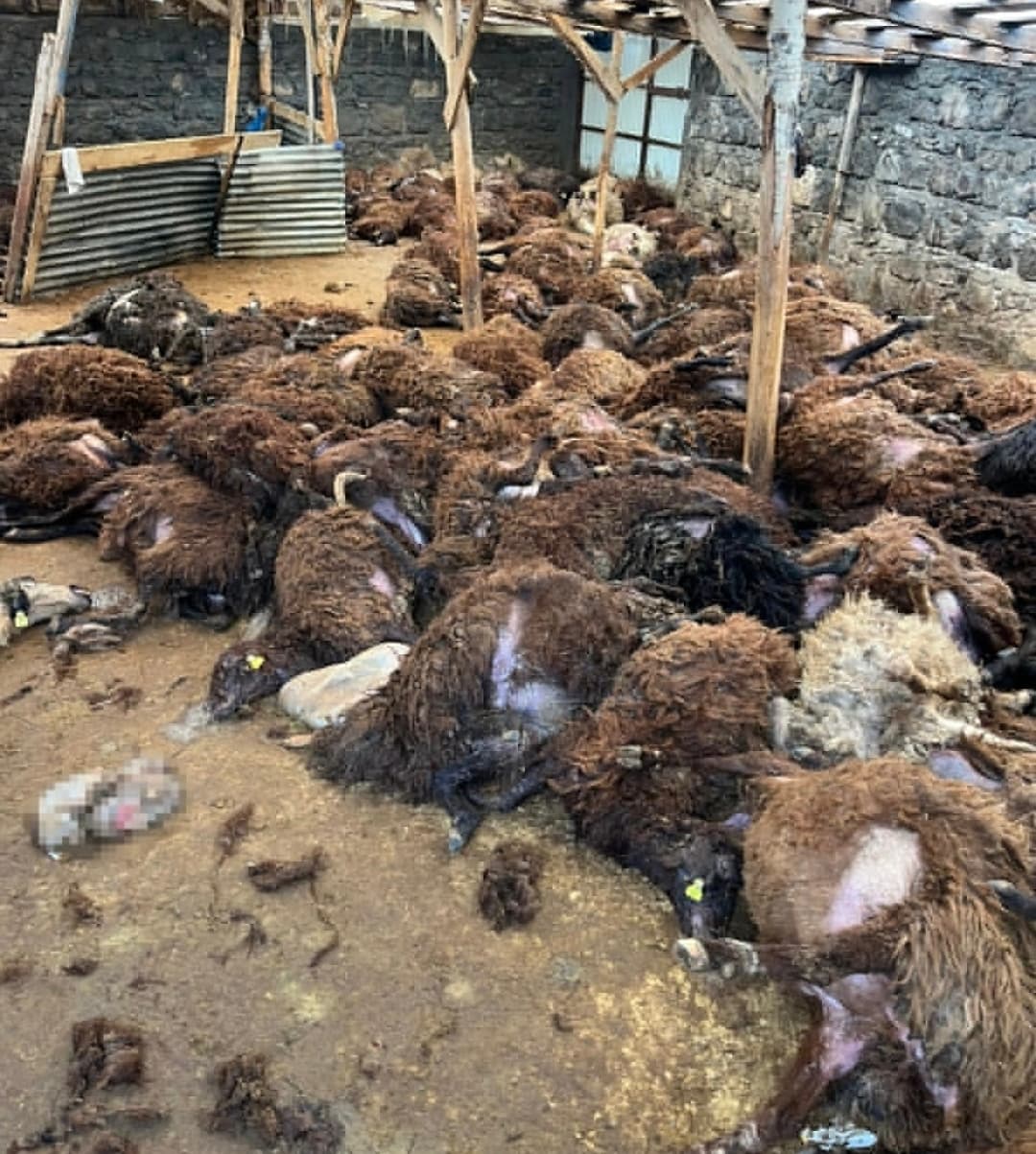 Kars Digor'da Kurt Saldırısı!