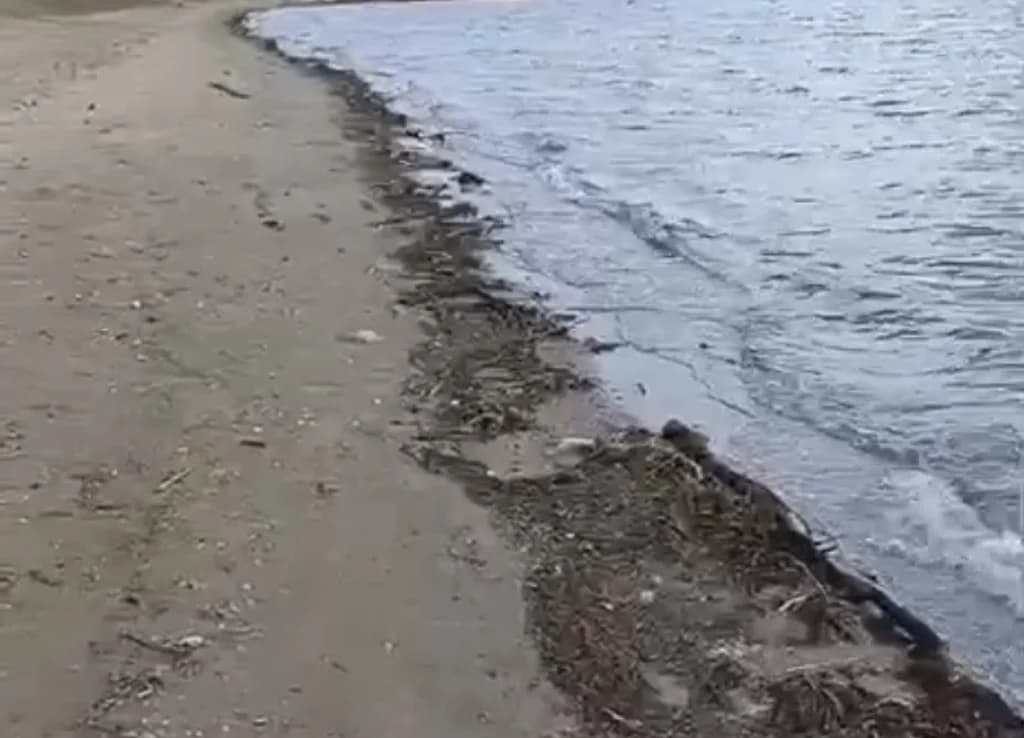 İzmit Körfezi'nde sağanak sonrası temizlik