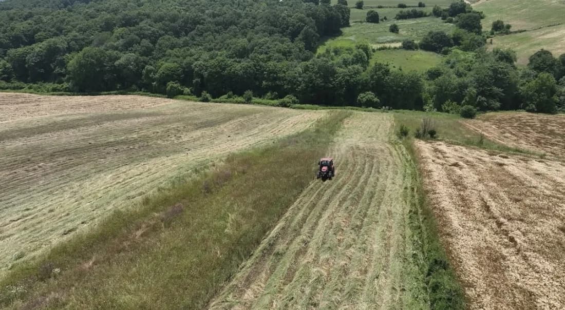Kocaeli’de süt otu çiftçiye can suyu oldu
