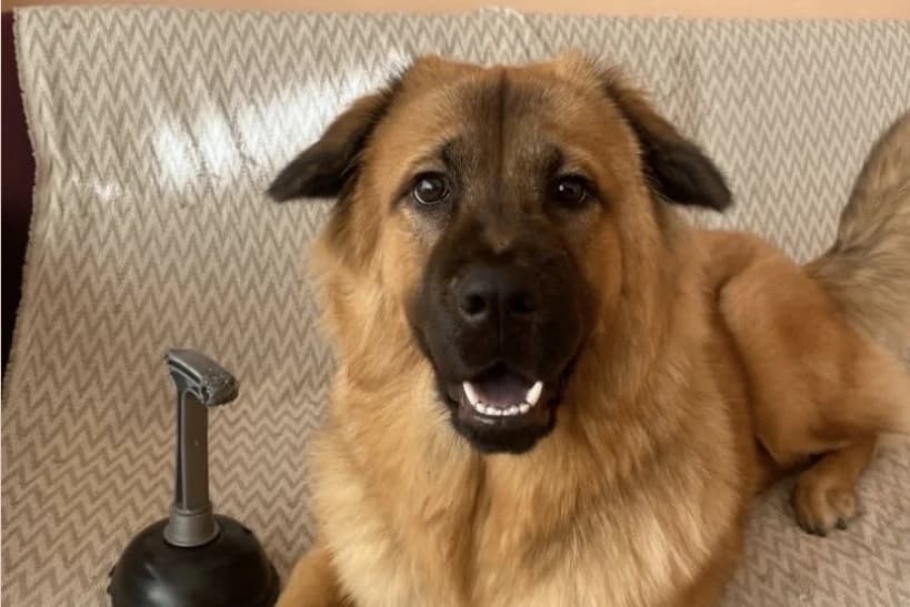 Körfez'de kaybolan 'Zeus' aranıyor!
