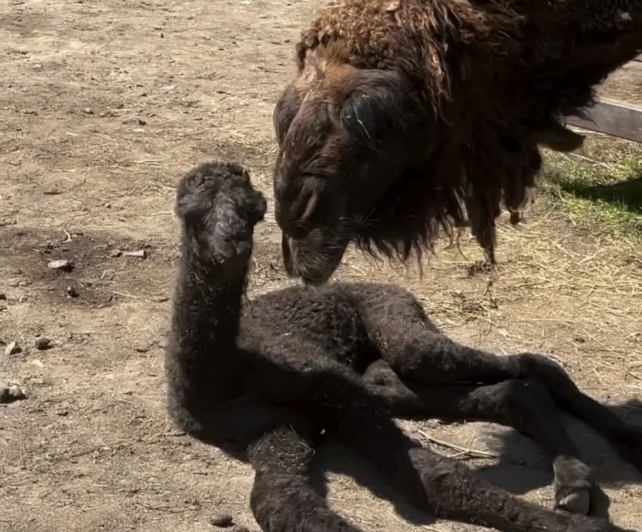 Ormanya'da Yavru Deve Sevinci Yaşandı