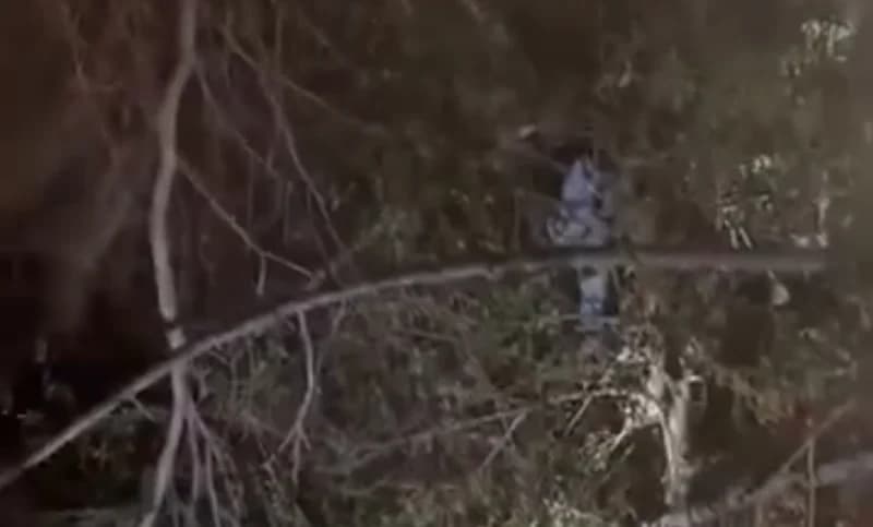 Gölcük'te Ağaca Tırmanan Çocuk Kurtarıldı!