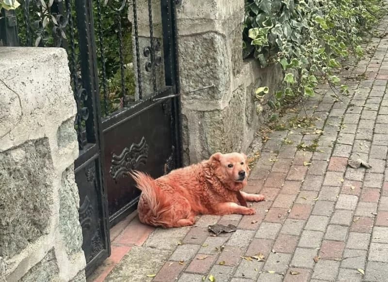 Kocaeli'de Boyanmış Sokak Köpekleri Tepki Çekti!