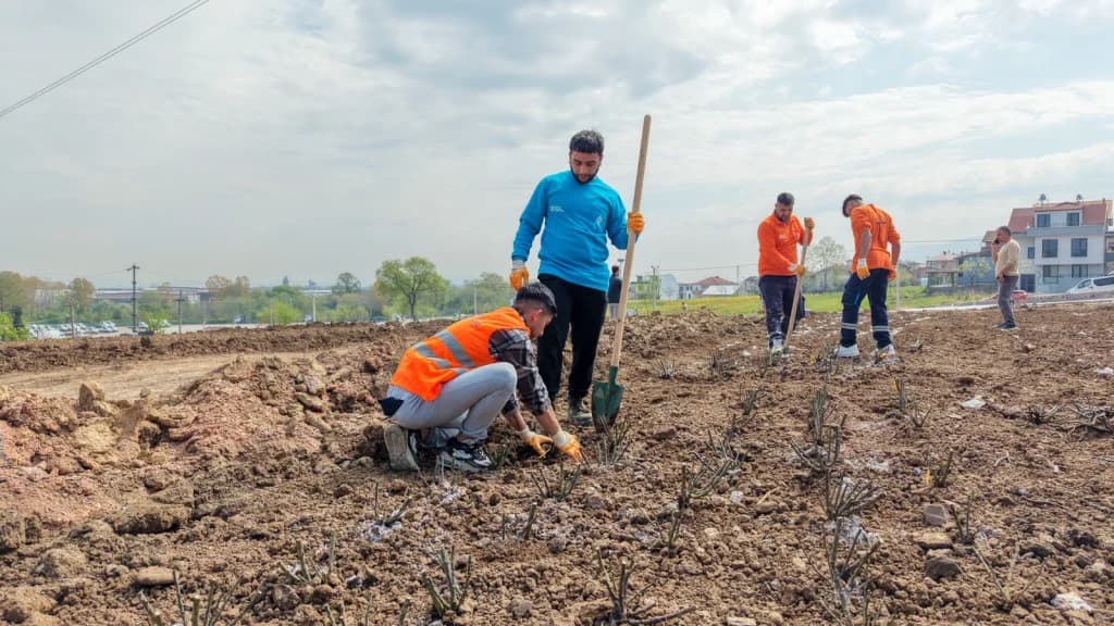 Başiskele'de Gül Bahçesi Parkı'na 15 Bin Fidan