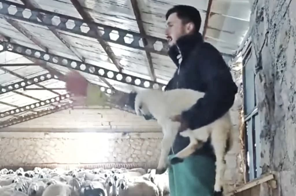 Çiftçiden Koyunlara Müge Anlı Göndermesi Sosyal Medyayı Salladı