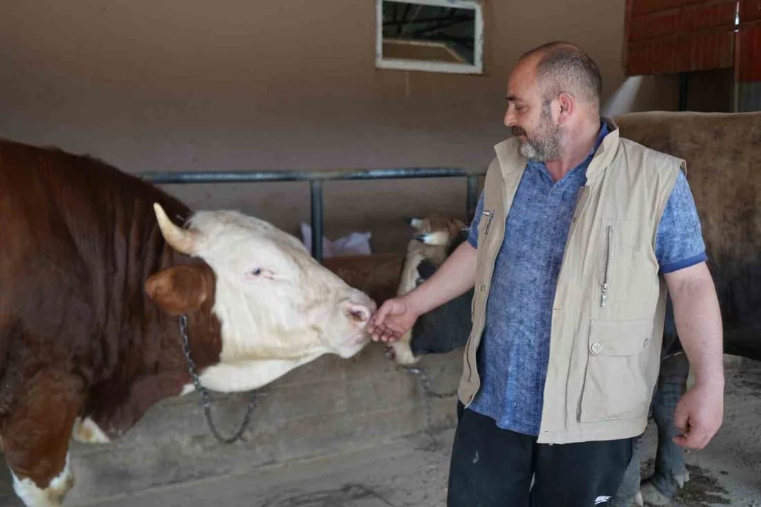 Çiftliğin gözdesi 1 ton 300 kiloluk tosun oldu