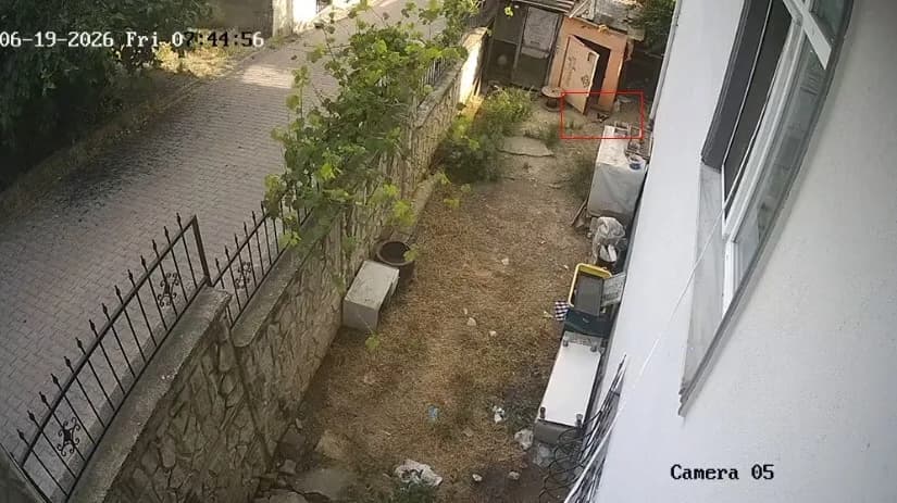Karganın yumurta hırsızlığı kameraya yansıdı