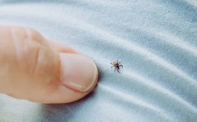 Kene Isırması Can Aldı: 21 Yaşındaki Genç Kurtarılamadı