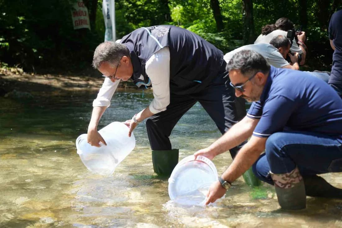 Kocaeli sularına 50 bin kırmızı benekli alabalık dopingi