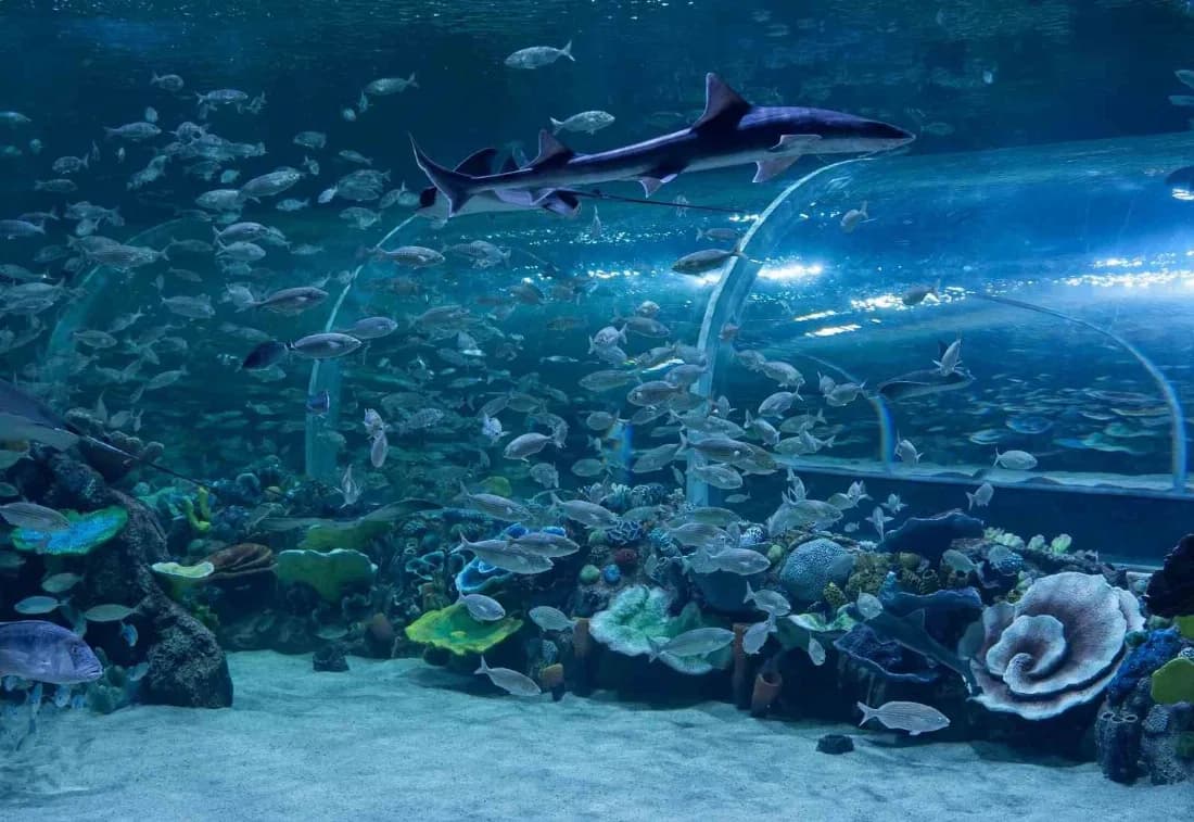 Körfez Aqua Akvaryumu’nda 41 bininci ziyaretçi sürprizi