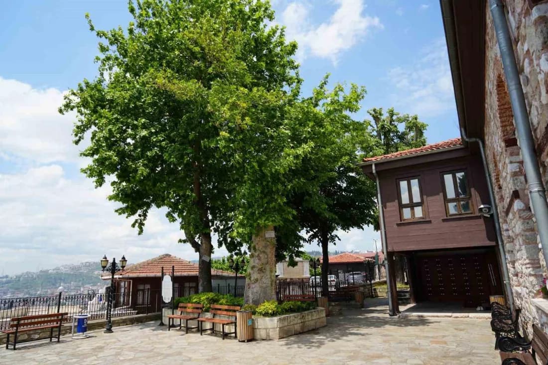 Sembol caminin 6 asırlık çınarı yıldırımlara rağmen ayakta